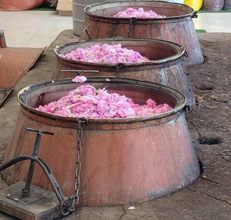 گلاب دو آتیشه